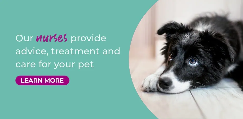 Wicstun Vets in East Riding in Yorkshire